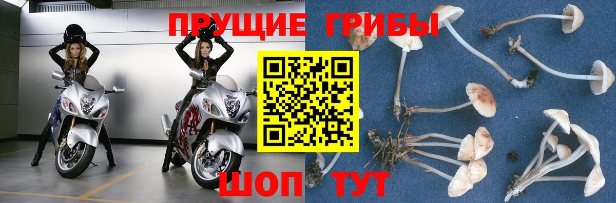 Псилоцибиновые грибы GOLDEN TEACHER Бутурлиновка